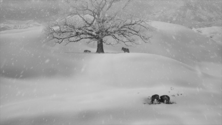 Screen capture from 24 Frames