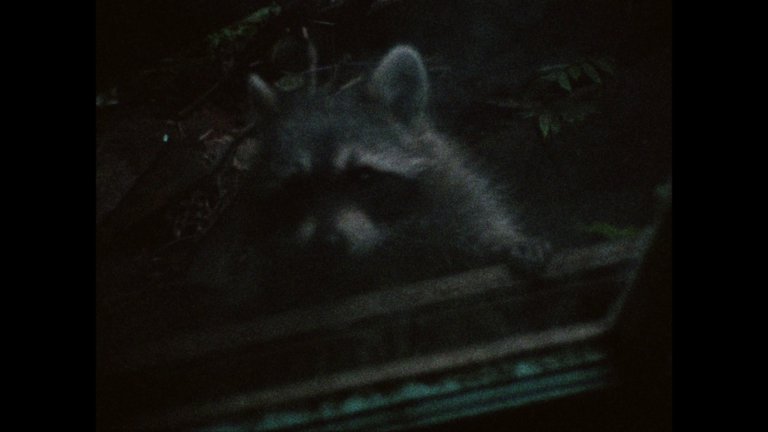 Screen capture from Grey Gardens