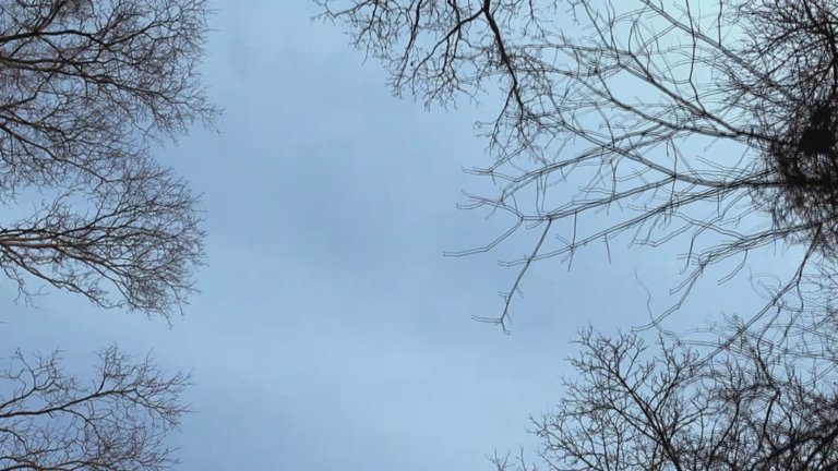 Screen capture from Heart of a Dog