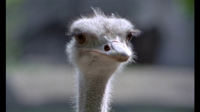 Screen capture from The Phantom of Liberty