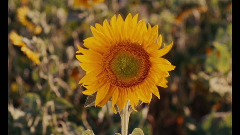 Screen capture from The Complete Films of Agnès Varda