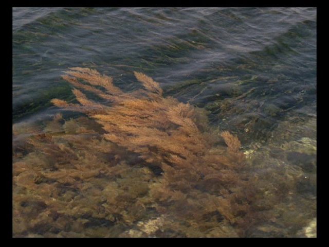 Screen capture from La collectionneuse