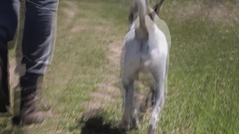 Screen capture from Heart of a Dog