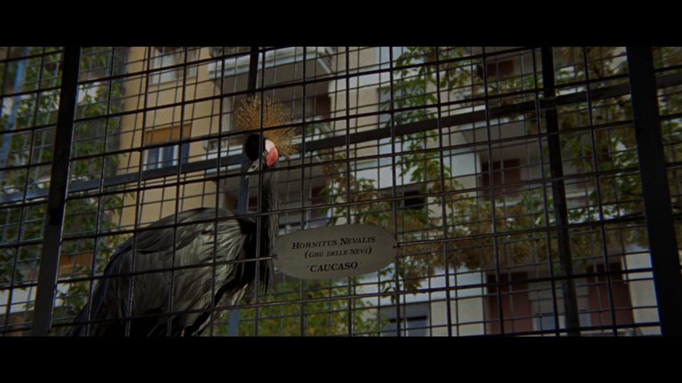 Screen capture from The Bird with the Crystal Plumage