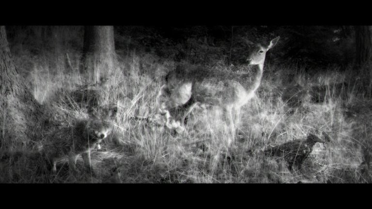 Screen capture from Antichrist