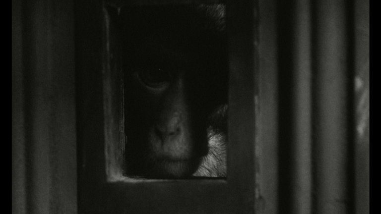 Screen capture from Institute Benjamenta