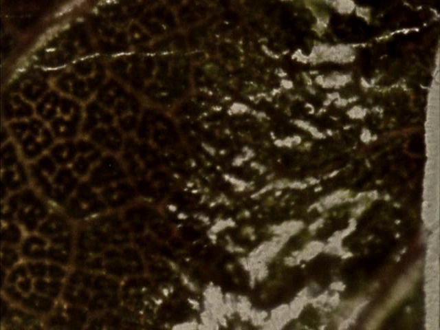 Screen capture from By Brakhage: An Anthology