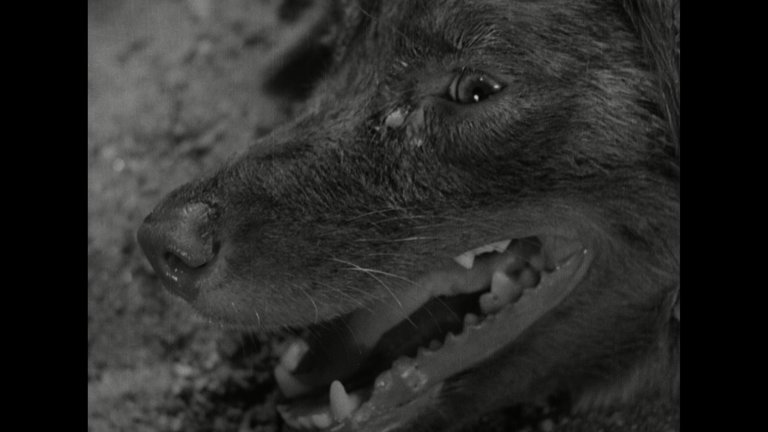 Screen capture from Stray Dog