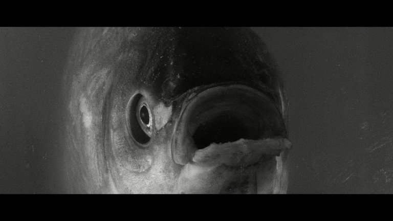 Screen capture from The Pornographers