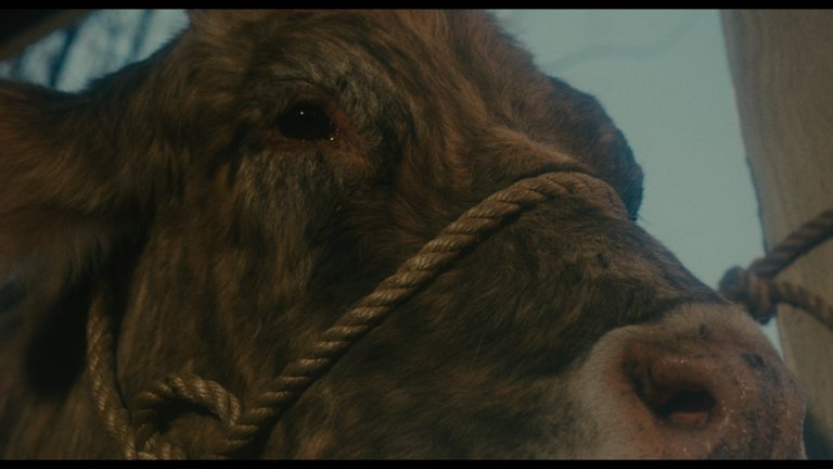 Screen capture from Alice Doesn't Live Here Anymore