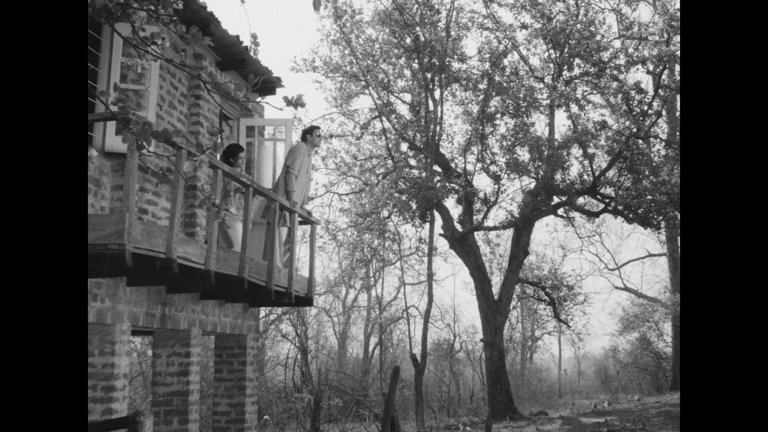 Screen capture from Days and Nights in the Forest