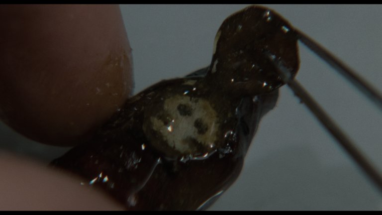 Screen capture from The Silence of the Lambs