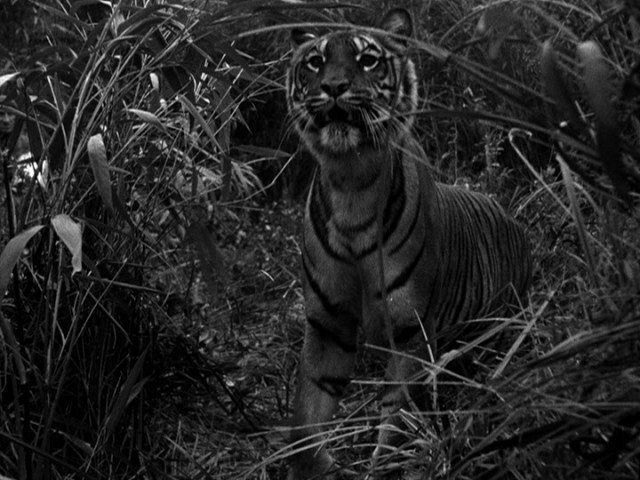 Screen capture from Sabu!