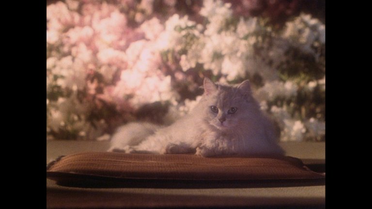 Screen capture from House