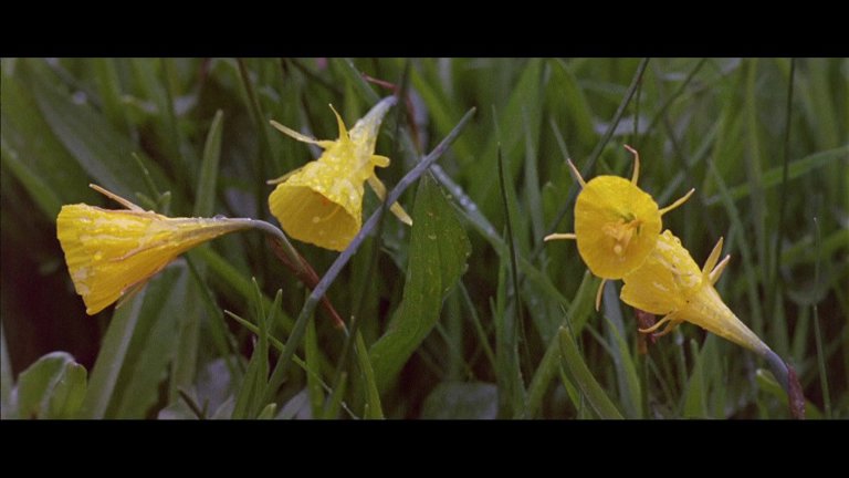 Screen capture from Howards End