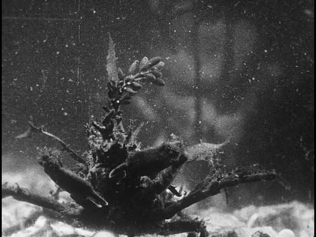 Screen capture from Science Is Fiction: 23 Films by Jean Painlevé