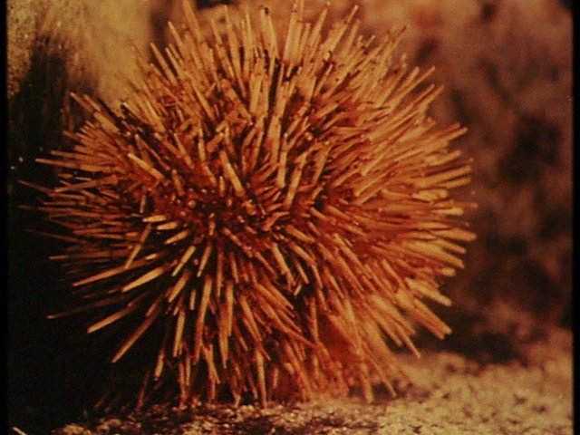 Screen capture from Science Is Fiction: 23 Films by Jean Painlevé