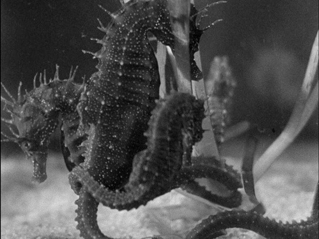 Screen capture from Science Is Fiction: 23 Films by Jean Painlevé