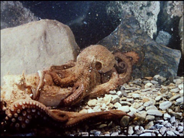 Screen capture from Science Is Fiction: 23 Films by Jean Painlevé