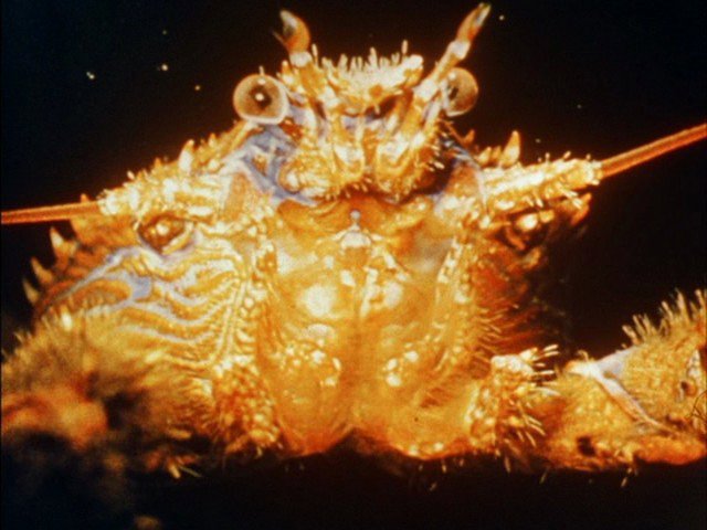 Screen capture from Science Is Fiction: 23 Films by Jean Painlevé
