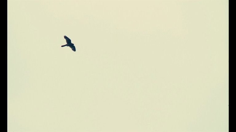 Screen capture from Kes