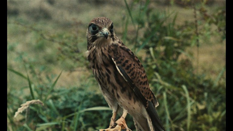 Screen capture from Kes