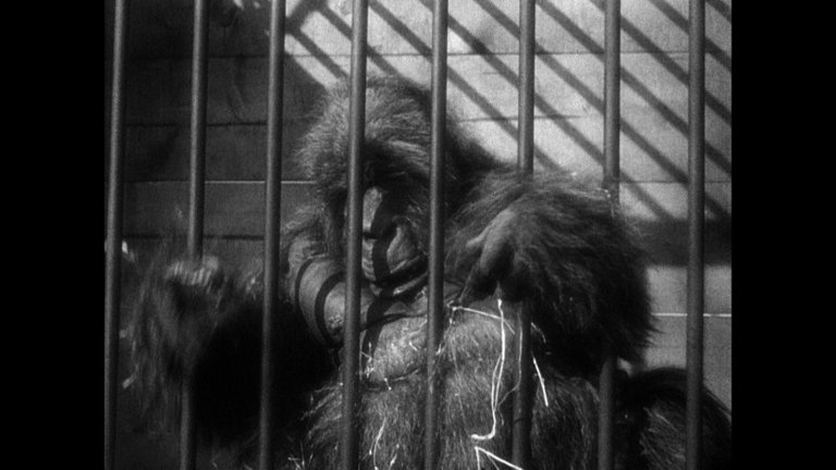 Screen capture from Island of Lost Souls