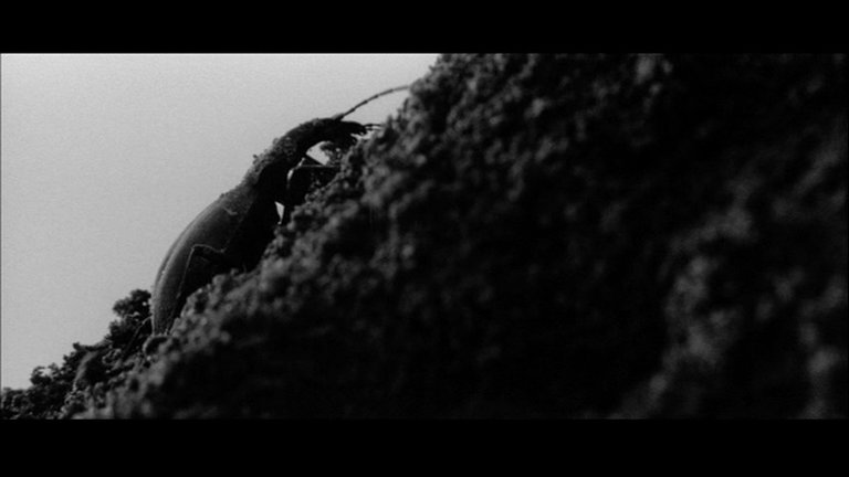 Screen capture from Pigs, Pimps & Prostitutes: 3 Films by Shohei Imamura