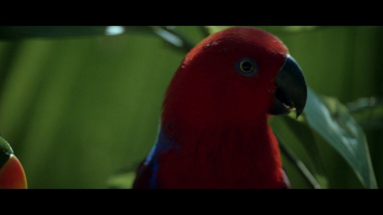 Screen capture from The Thin Red Line